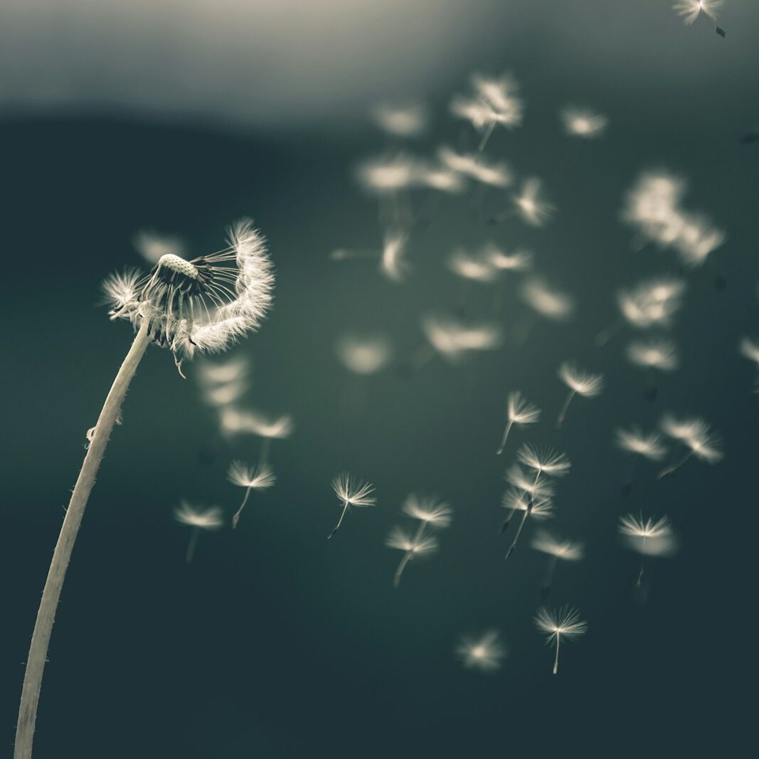 shallow focus of white dandelion